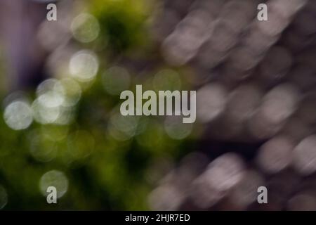 Abstrakte Hintergrundunschärfe, die aus Blättern von Bäumen im Feld gewonnen wird. Grünes und graues Bokeh bei Tageslicht. Stockfoto