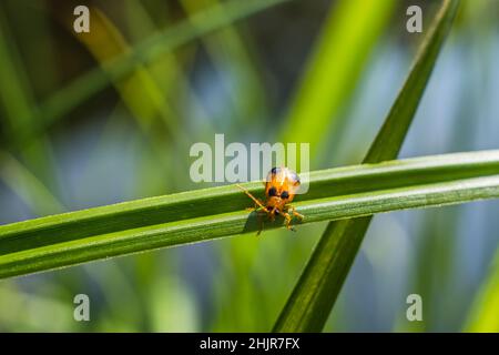 Winziger orangefarbener Käfer auf Grashalm am Teich vor verschwommenem Hintergrund Stockfoto