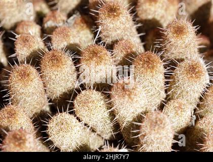 Gold Lace Cactus im Arizona Cactus Garden in Stanford, Kalifornien. Stockfoto