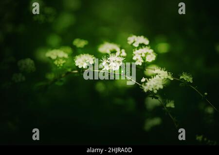 An den dünnen Zweigen eines Busches mit grünen Blättern blühen an einem Frühlingstag weiße, zarte, flauschige Spireublumen. Natur. Stockfoto