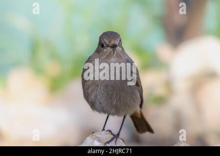 Weibchen Schwarzer Rottanz (Phoenicurus ochruros), der auf einem Felsen neben einem Bach mit klarem Hintergrund thront Stockfoto
