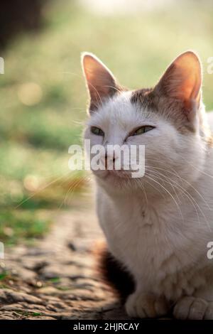 Ein schönes Katzengesicht aus der Nähe mit schöner Beleuchtung und verschwommenem Hintergrund Stockfoto