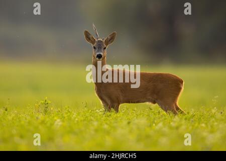 Rehe mit gebrochenem Geweih stehen im Sommer auf Gras Stockfoto