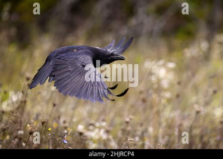 Gemeiner Rabe, der im Herbst über die Wildblumen fliegt Stockfoto