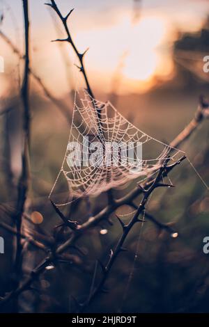 Spinnennetz im Morgenlicht. Hochwertige Fotos Stockfoto