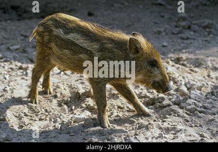 Wildschwein (Sus scrofa), auch bekannt als Wildschwein, gewöhnliches Wildschwein, eurasisches Wildschwein oder einfach nur Wildschwein Stockfoto