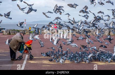 Morecambe, Lancashire, Großbritannien. 31st Januar 2021. Ein alter Herr füttert die Tauben auf der Morecambe Promenade, Lancashire, Großbritannien. Quelle: John Eveson/Alamy Live News Stockfoto