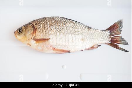 Frisch gefangener Kreuzfisch liegt auf einem weißen Stand. Trophäe fangen. Blick von oben Stockfoto