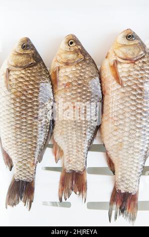 Frisch gefangener Kreuzfisch liegt auf einem weißen Stand. Blick von oben Stockfoto