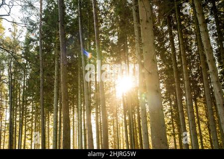 Kielder England: 13th. Januar 2022: Hohe Baumstämme mit goldener Wintersonne, die durchsickert Stockfoto