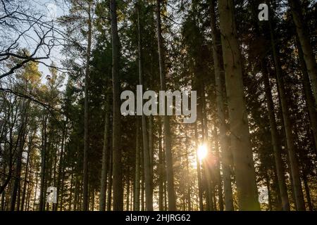 Kielder England: 13th. Januar 2022: Hohe Baumstämme mit goldener Wintersonne, die durchsickert Stockfoto