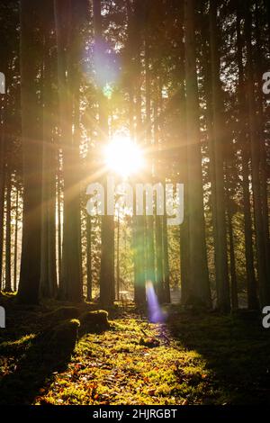 Kielder England: 13th. Januar 2022: Hohe Baumstämme mit goldener Wintersonne, die durchsickert Stockfoto