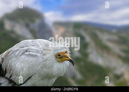 Ägyptischer Geier / weißer Schnitzgeier (Neophron percnopterus) Nahaufnahme Porträt Stockfoto