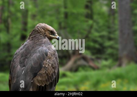 Nahaufnahme des Schreiadlers (Clanga pomarina) im Wald Stockfoto