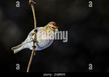 Gemeinsame redpoll Stockfoto