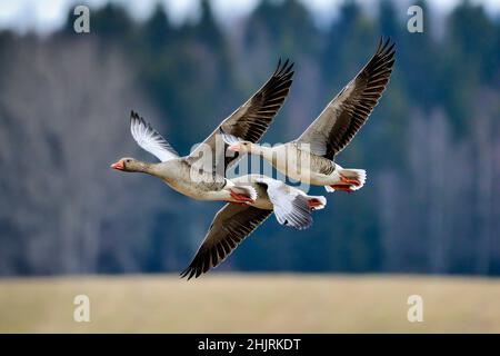 Graugänse fliegen vorbei Stockfoto