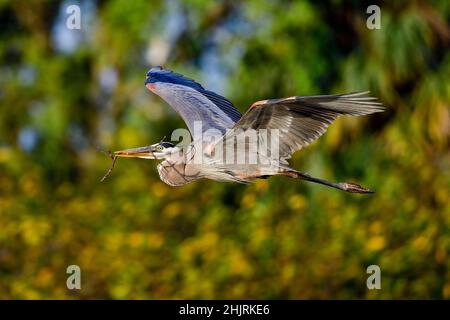 Großer blauer Reiher bringt mehr Nestbaumaterial. Stockfoto