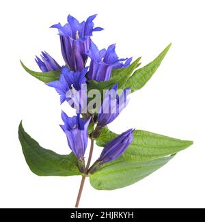 Gentiana Asclepiadea isoliert auf weißem Hintergrund Stockfoto