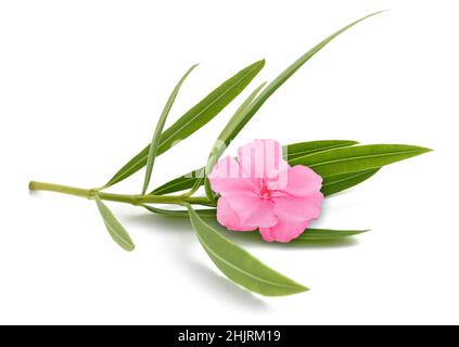 Oleanderzweig mit Blume und Blättern isoliert auf weiß Stockfoto