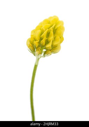 Hop Klee (Medicago lupulina) isoliert auf weißem Stockfoto