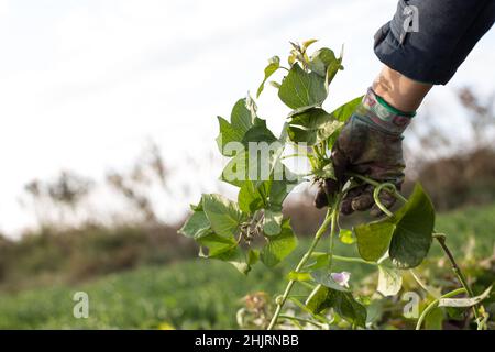 Vor dem einziehen Süßkartoffel Hände halten und Schneiden legte Stiele und Blätter. Stockfoto