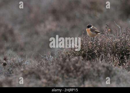 Steinechat (Saxicola torquata) Winterton Norfolk GB Großbritannien Januar 2022 Stockfoto