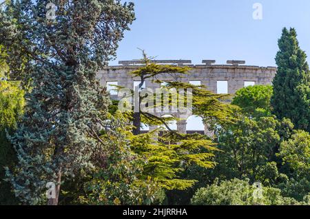Große Bäume mit grünen Blättern und die Pula Arena im Hintergrund. Antikes römisches Amphitheater mit restaurierten Bogenwänden, das an einem sonnigen Tag in Kroatien liegt. Stockfoto