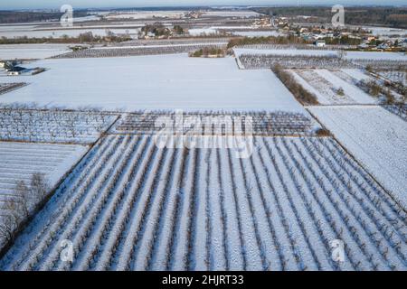 Winteransicht der Apfelplantagen im Dorf Rogow im Kreis Brzeziny, Woiwodschaft Lodzkie in Polen Stockfoto