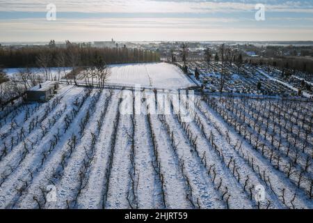 Winteransicht der Apfelplantagen im Dorf Rogow im Kreis Brzeziny, Woiwodschaft Lodzkie in Polen Stockfoto