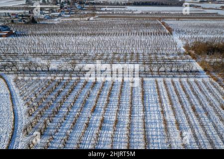 Winteransicht der Apfelplantagen im Dorf Rogow im Kreis Brzeziny, Woiwodschaft Lodzkie in Polen Stockfoto