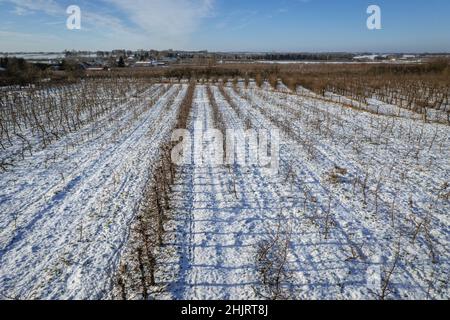 Winteransicht des Apfelplantagen im Dorf Rogow im Kreis Brzeziny, Woiwodschaft Lodzkie in Polen Stockfoto