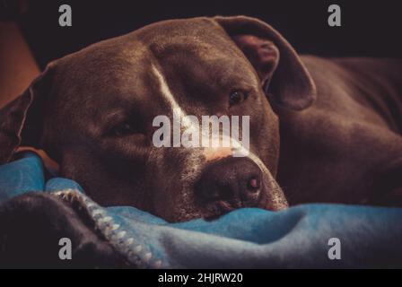 Brauner Pitbull auf der Couch Stockfoto