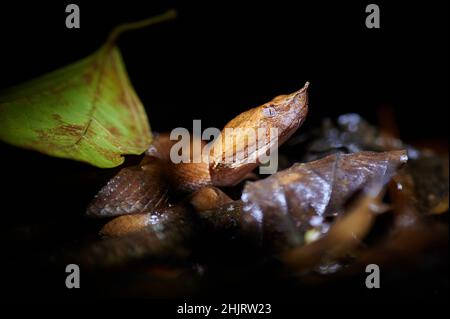 Giftiger Regenwaldpitviper (Porthidium nasutum), Maquenque Eco Lodge, Costa Rica, Mittelamerika Stockfoto