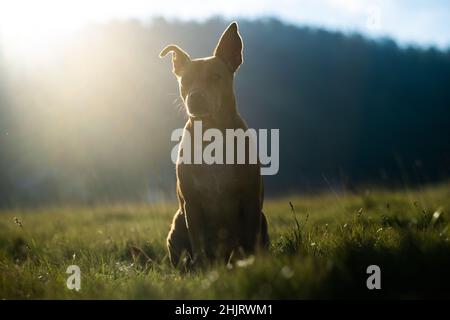 Sonnenlicht fällt auf den Hund auf dem Grasfeld, der Hund schaut während des Sonnenuntergangs auf das Feld Stockfoto