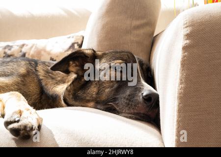 Hund entspannt sich auf dem Sofa zu Hause, Hund schläft auf dem Sofa, Nahaufnahme Stockfoto