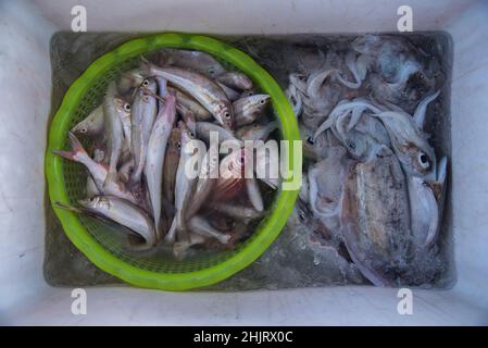 Rayong, Thailand. 31st Januar 2022. Meeresfrüchteprodukte, die in einer Gefrierbox am Strand von Mae Ramphueng in Rayong gesehen werden.Ein Leck aus einer Unterwasser-Ölpipeline 20km (12,4 Meilen) vor Thailands Ostküste am Strand von Mae Ramphueng in der Provinz Rayong, Thailand, das aufgrund der gefährlichen Kontamination durch Ölverschmutzungen befürchtet wird, die lokale Fischerei- und Fischindustrie negativ zu beeinflussen. Kredit: SOPA Images Limited/Alamy Live Nachrichten Stockfoto