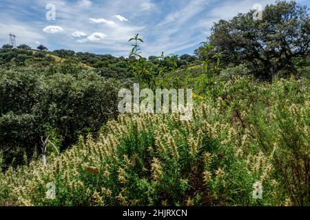 Nationalpark Monfragüe, Steineichenwiesen und Weiden im Natura 2000 Network Spain Extremadura Stockfoto