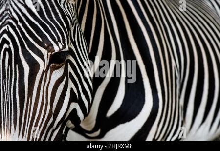 Zebra-Detail mit seinen typischen Streifen. Nahaufnahme Porträt und Struktur von Zebra. Stockfoto