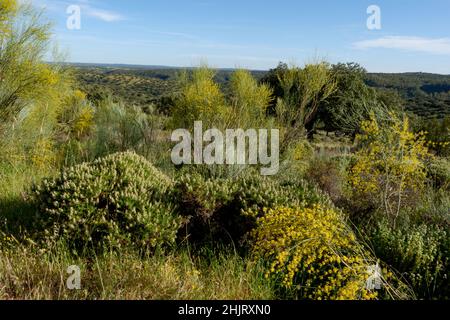 Nationalpark Monfragüe, Steineichenwiesen und Weiden im Natura 2000 Network Spain Extremadura Stockfoto