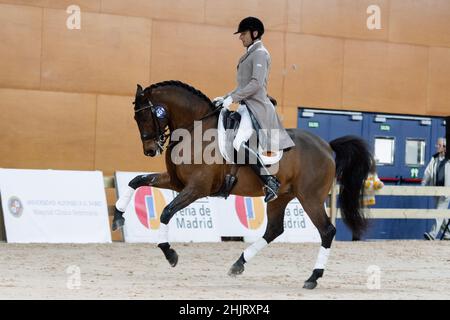 Daniel Martin Dockx (ESP) mit Manchego ARB (PRE) während der Longines FEI Weltmeisterschaft 2019 am 30 2019. November in der Madrid Horse Week, Spanien Stockfoto