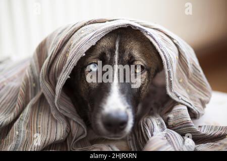 Hund in Handtuch in Badewanne gewickelt, selektiver Fokus, Nahaufnahme Stockfoto
