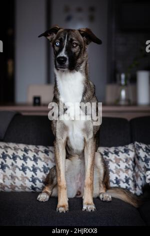Goberian Hund sitzt auf einer Couch zu Hause, Husky zu Hause Stockfoto