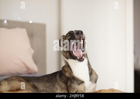 Mischlingshund gähnend, selektiver Fokus Stockfoto