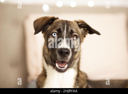 Glücklicher Hund ​​looking bei der Kamera, Goberian, Husky, Nahaufnahme, selektiver Fokus Stockfoto