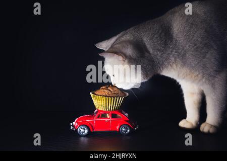 Die neugierige britische Katze schnuppert einen Schokoladenkuchen, der von einem roten Oldtimer geliefert wird. St. Petersburg, Russland - 31. Januar 2022 Stockfoto