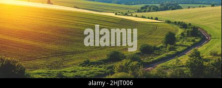 Grüne Reihen von gekeimtem Mais auf einem privaten landwirtschaftlichen Feld mit Bäumen am Horizont Stockfoto