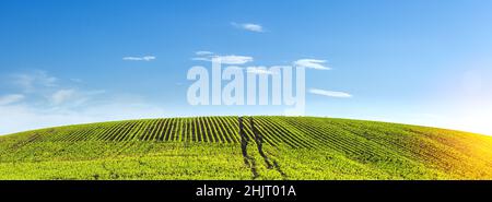 Grüne Reihen von gekeimtem Mais auf einem privaten landwirtschaftlichen Feld mit Bäumen am Horizont Stockfoto