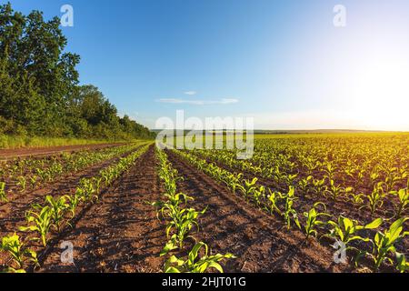 Grüne Reihen von gekeimtem Mais auf einem privaten landwirtschaftlichen Feld mit Bäumen am Horizont Stockfoto