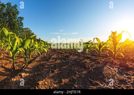 Grüne Reihen von gekeimtem Mais auf einem privaten landwirtschaftlichen Feld mit Bäumen am Horizont Stockfoto