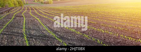 Maiskeimlinge auf einem großen, landwirtschaftlichen Feld Stockfoto